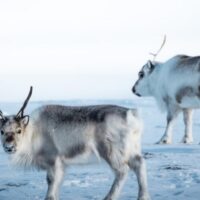 Tundra – definicja, klimat, rośliny, zwierzęta, rodzaje i zagrożenia