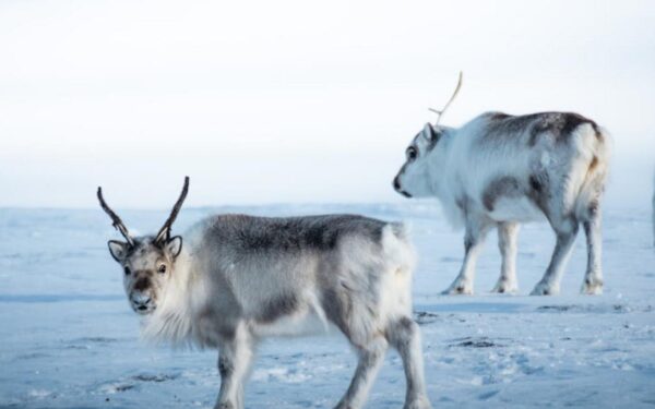 Tundra – definicja, klimat, rośliny, zwierzęta, rodzaje i zagrożenia