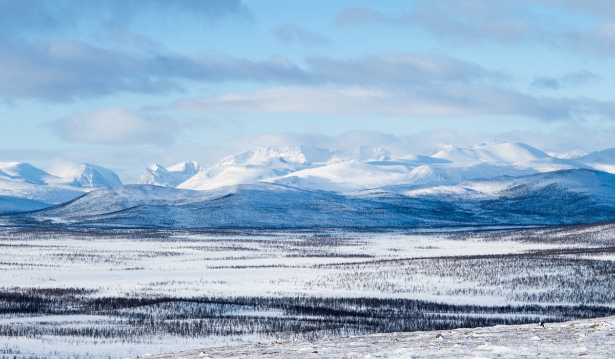 Tundra – definicja, klimat, rośliny, zwierzęta, rodzaje i zagrożenia