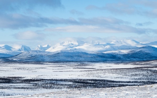 Tundra – definicja, klimat, rośliny, zwierzęta, rodzaje i zagrożenia