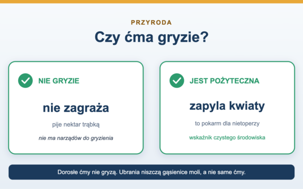 Czy ćma gryzie i czy jest pożyteczna