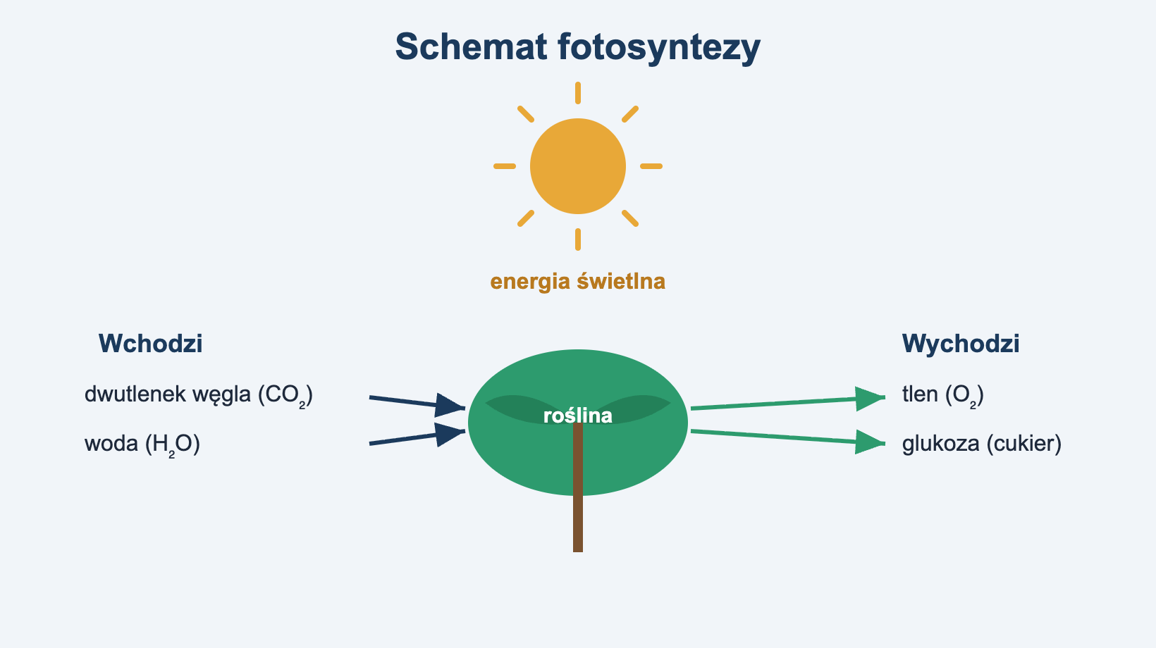 Schemat fotosyntezy: do rośliny wchodzą dwutlenek węgla, woda i energia świetlna, a wychodzą tlen i glukoza
