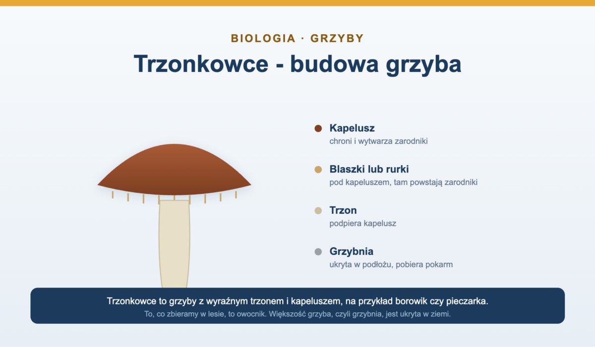 Trzonkowce - budowa grzyba i przykłady