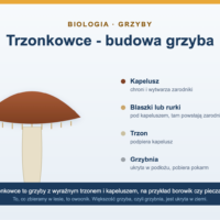 Trzonkowce - budowa grzyba i przykłady