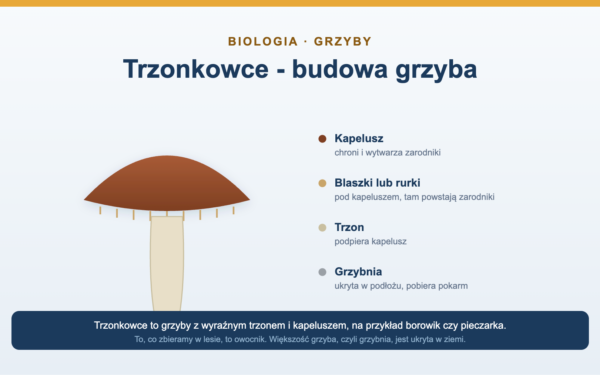 Trzonkowce - budowa grzyba i przykłady