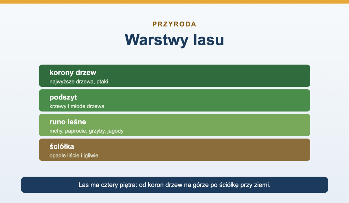 Warstwy lasu - cztery piętra i ich mieszkańcy