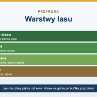Warstwy lasu - cztery piętra i ich mieszkańcy
