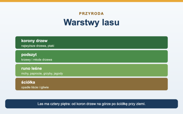 Warstwy lasu - cztery piętra i ich mieszkańcy